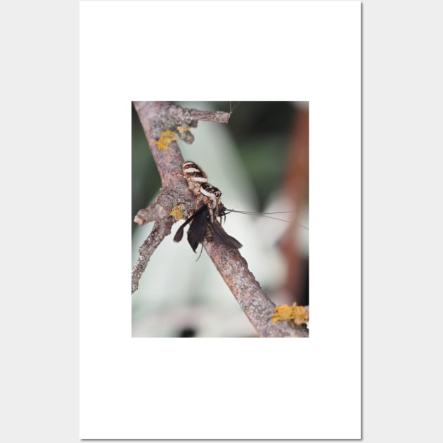 Zebra Jumper spider with prey (caddisfly) Wall Art by SDym Photography